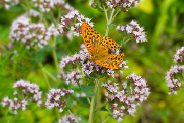 Silver-washed Fritillary butterfly (Argynnis paphia) with open wings sitting on white flower in Zurich, Switzerland