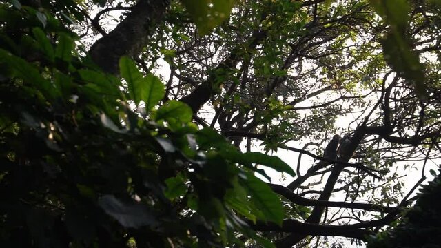 Slow motion of Taiwanese monkeys deworming each other and sitting on tree branches surrounded by abundant vegetation in Taipei mountain. Formosan rock macaques through trees-Dan