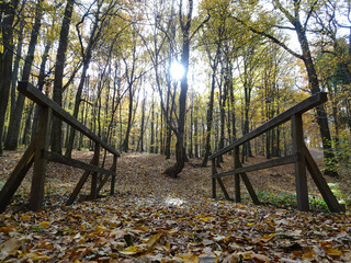 Łagiewnicki Forest in Lodz during a walk on a sunny autumn day.