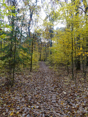 Obraz premium Łagiewnicki Forest in Lodz during a walk on a sunny autumn day.
