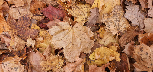 Dry autumn colorful leaves which are fallen on the lawn.