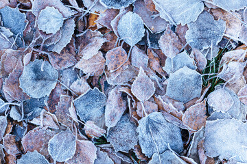 Autumn texture background of fallen leaves with hoary frost. Rime on autumn leaves on the ground.