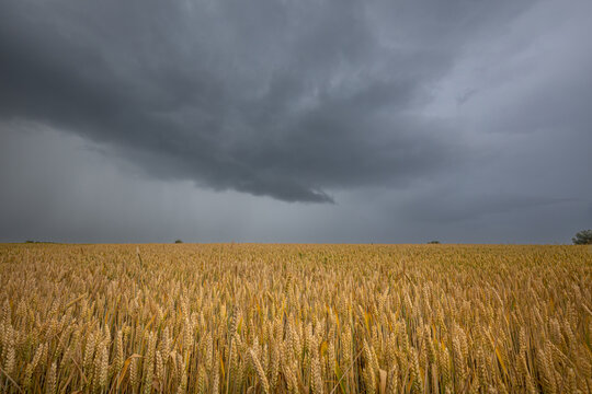 A stormy sky over a golden wheat field. Summer scenery with farm fields in sunlight in front of dramatic rainy clouds.