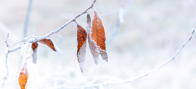 The beauty of the winter season. Frosty weather. Branch with dry orange leaves, covering with white rime crystals. Shallow depth of field.