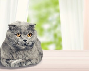 Very beautiful adorable cat asleep on a table