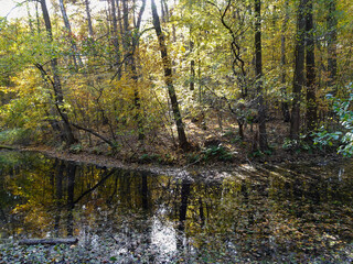 Łagiewnicki Forest in Lodz during a walk on a sunny autumn day.