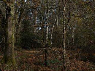 Obraz na płótnie Canvas Tangled Woodland in Sussex