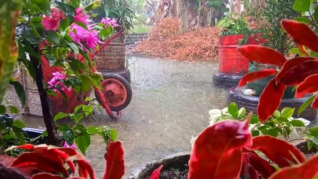 Garden in a house on a rainy day. This video can be used as an interlude in a short film.