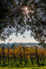 Autumn among the vineyards and the ancient village of Villafredda. Friuli.