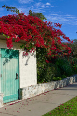 old stone storage shed with faded green door and overgrown bougainvillea bush