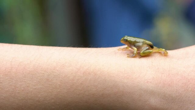 Slowmotion woman holding a small forest frog toad close-up. People interacting with little wild reptile animal in Taiwan. Tiny baby of Hyla Chinensis tadpole. Care of environment concept.-Dan