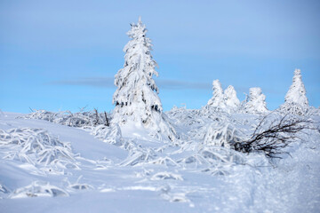 Fototapeta na wymiar Snow covered trees in the mountains on winter landscape. Winter forest background. Winter nature.