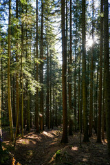 Obraz premium Beautiful forest with pine trees on a sunny day.