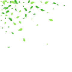 Green Leaves Background White Vector. Vegetation Aroma Frame. Abstract Texture. Light Green Banner Design. Sheet Mint.