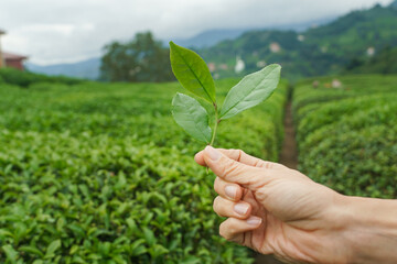 Fototapeta na wymiar Woman hand gently hold tea leaf on the tea plantation farm field