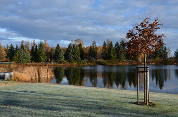 Erster Frost auf der Wiese am Waldteich