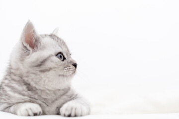 Fototapeta na wymiar Portrait cute little striped Scottish fold Kitten cat on white. Concept adorable pets cats. Copyspace for text.
