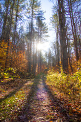 Sunlight shining through the trees in the forest