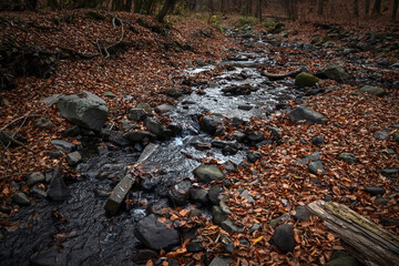 water of autumn leafy forest stream 