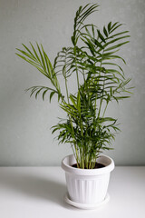 Houseplant in white flowerpot. Chamaedorea (parlor palm), vertical photo. Selective focus.
