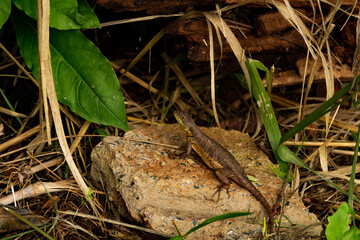 Um lagarto na superfície de uma pedra com folhas verdes e folhas secas ao redor.