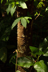 Fototapeta na wymiar Textura de um tronco de árvore com musgo e algumas folhas verdes ao redor.
