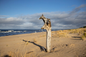 Fototapeta na wymiar Dead tree on the beach at Baltic sea.