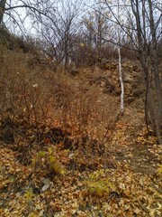 autumn in the woods
