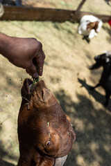 brown goat inside a farm being fed, farm goat concept