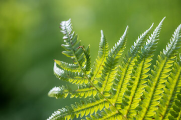 Perfect natural fern pattern, beautiful background made with young green fern leaves.