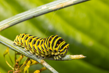 Closeup of a Monarch butterfly caterpillar feeding on leaves.