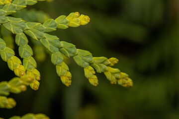 Fototapeta premium Thuja green leaves with flowers buds or young cones