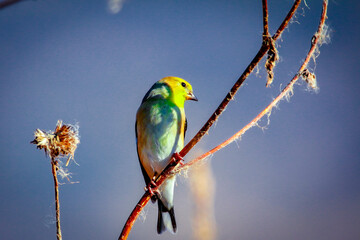 blue and yellow macaw