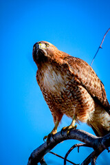 red tailed hawk