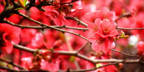 Fuori che sbocciano, la primavera in arrivo