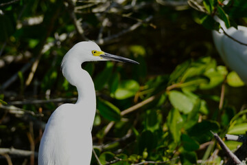 Close-up of a Snowy Egret