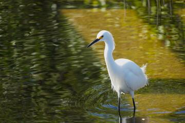 Obraz premium Snowy Egret wading in water in Florida