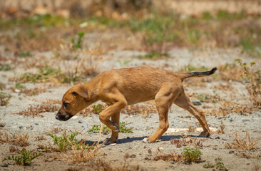 Brown puppy on the playground.