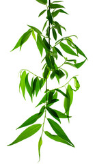 Lovely spring willow foliage. Young branches with green leaves. Isolated. Nature is waking up. Greenery for decoration.