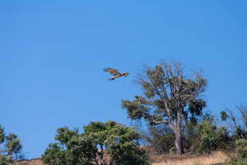 Circaetus gallicus or Short-toed snake eagle flying to the nest with its prey, the frog. Algarve Portugal.