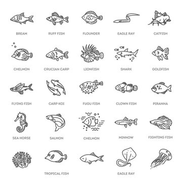 Set of vector outline fish icons. Vector collection