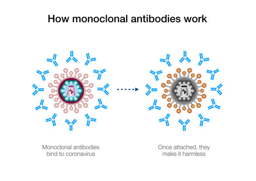 How monoclonal antibodies work to fight coronavirus