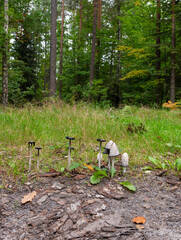 Somewhere deep in the forest, a colony of a shaggy ink cap or Coprinus comatus mushroom. Autumn in the forest. Świętokrzyskie Mountains Poland.