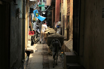 Fototapeta na wymiar Donkeys with sand on the street of the town of Mathura. India 