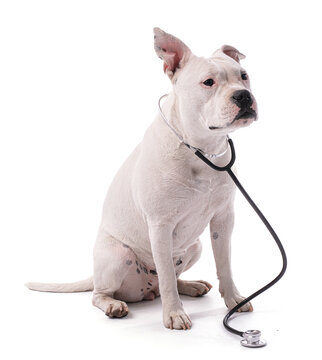 Female white american staffordshire with a stetoscop