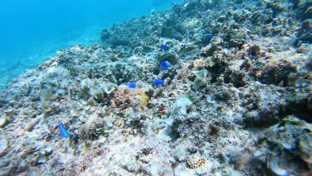 沖縄県阿嘉島の太陽の光が射し込む珊瑚がたくさんの海でのシュノーケリング