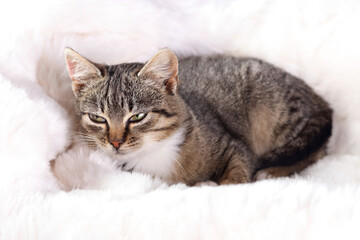 Fototapeta na wymiar Little cute Cat lying on white fur and resting. Gray kitten close up. Gray cat with green eyes. Pet care concept. Kitten lying on a white background.Tabby. 