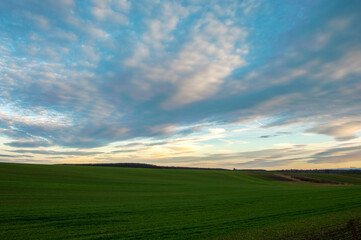 Молоді пагони озимої пшениці на тлі кольорового неба. Панорама HDR.