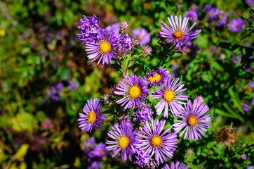 Fototapeta premium Close-up of a cluster of New England Aster flowers in the early autumn