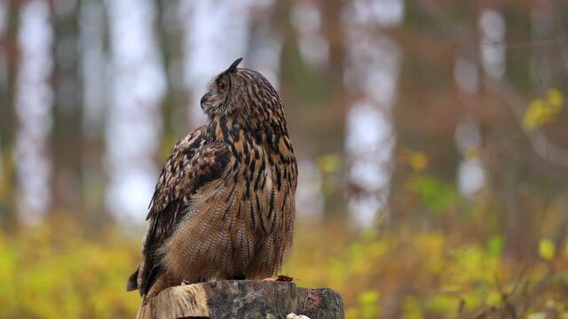 A beautiful Eurasian eagle-owl (Bubo bubo) owl standing on a tree stump in an autumn forest looking around.